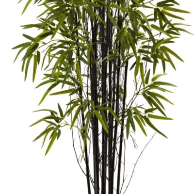 5' Black Bamboo Tree