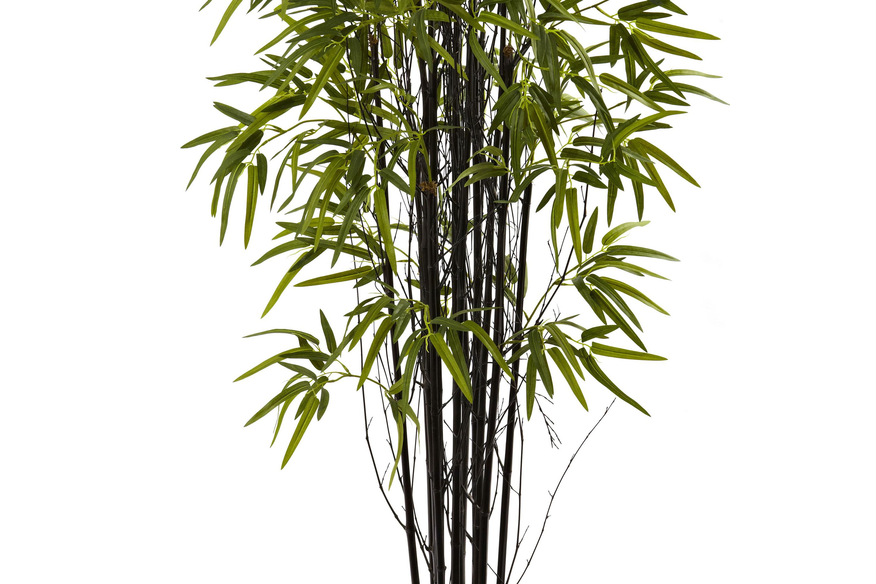 5 Black Bamboo Tree