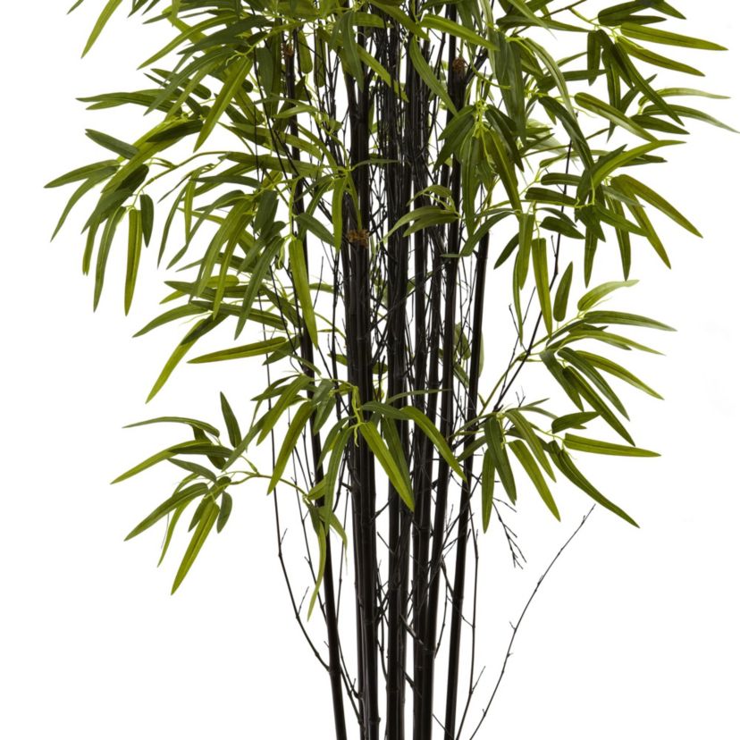 5 Black Bamboo Tree