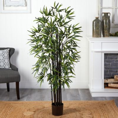 5' Black Bamboo Tree