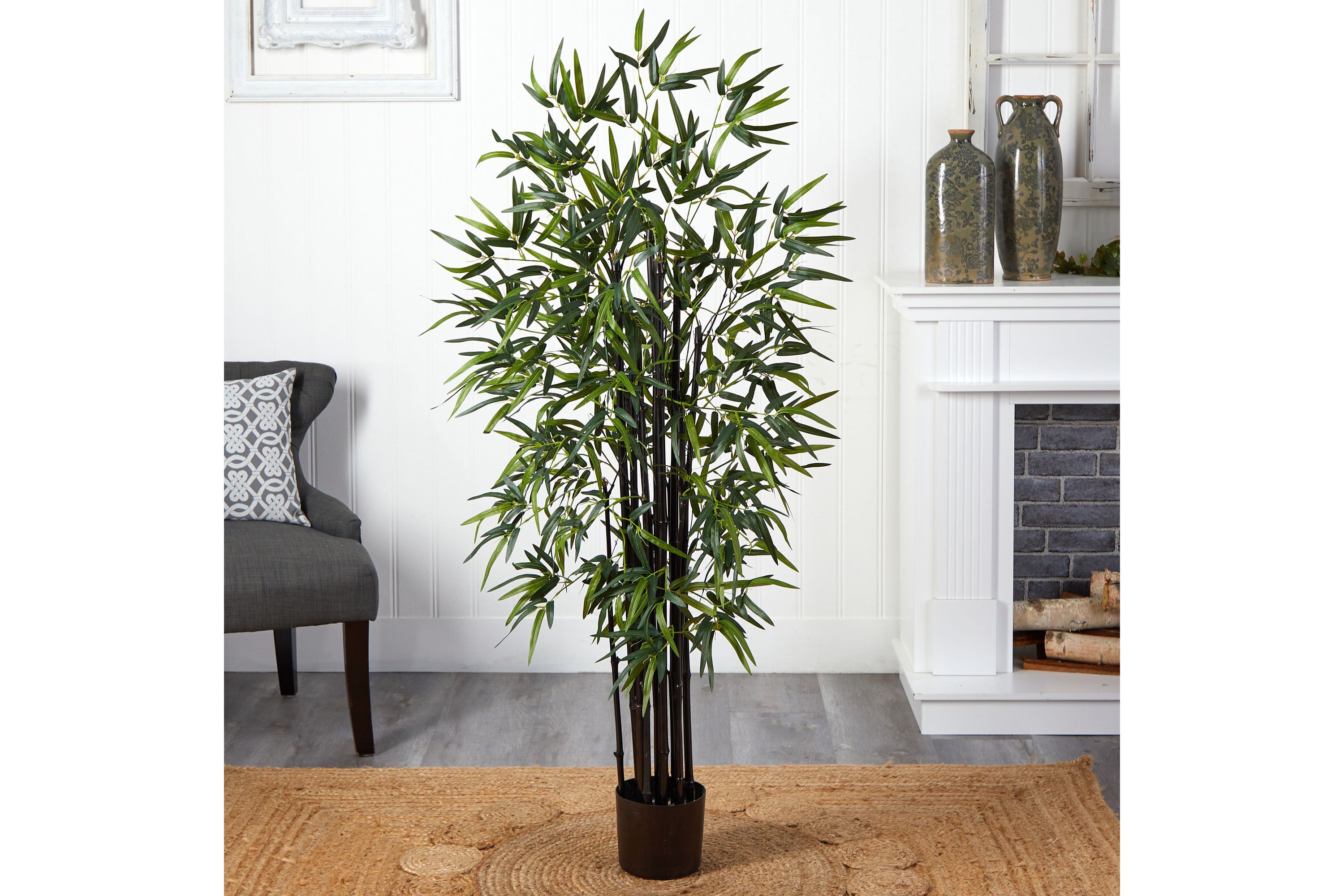 5 Black Bamboo Tree