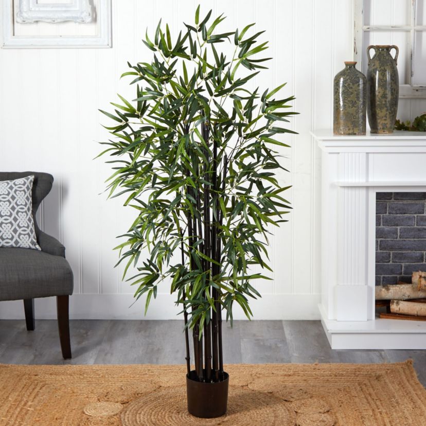 5 Black Bamboo Tree