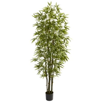 Green Bamboo Tree