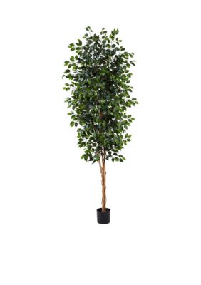 8-Foot Ficus Tree