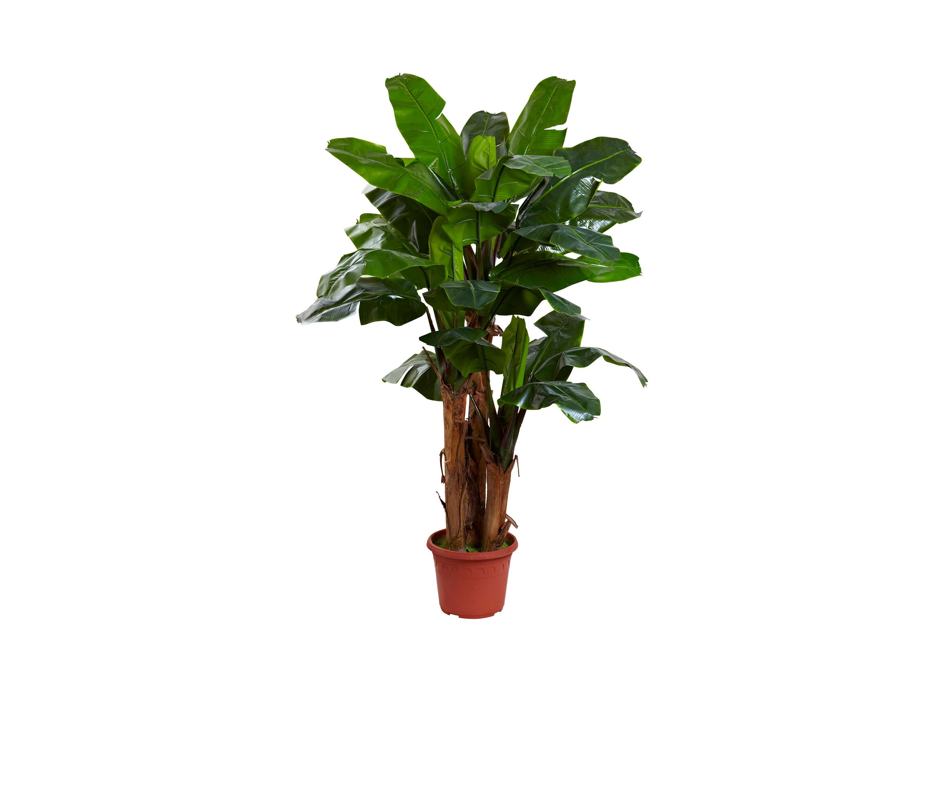 7-Foot Giant Triple Stalk Banana Tree UV Resistant -Indoor/Outdoor