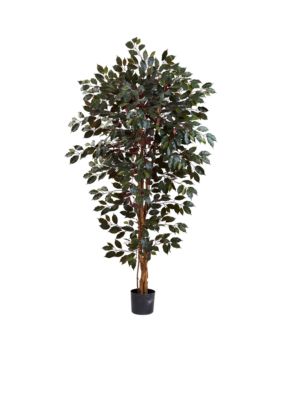 6-Foot Capensia Ficus Tree