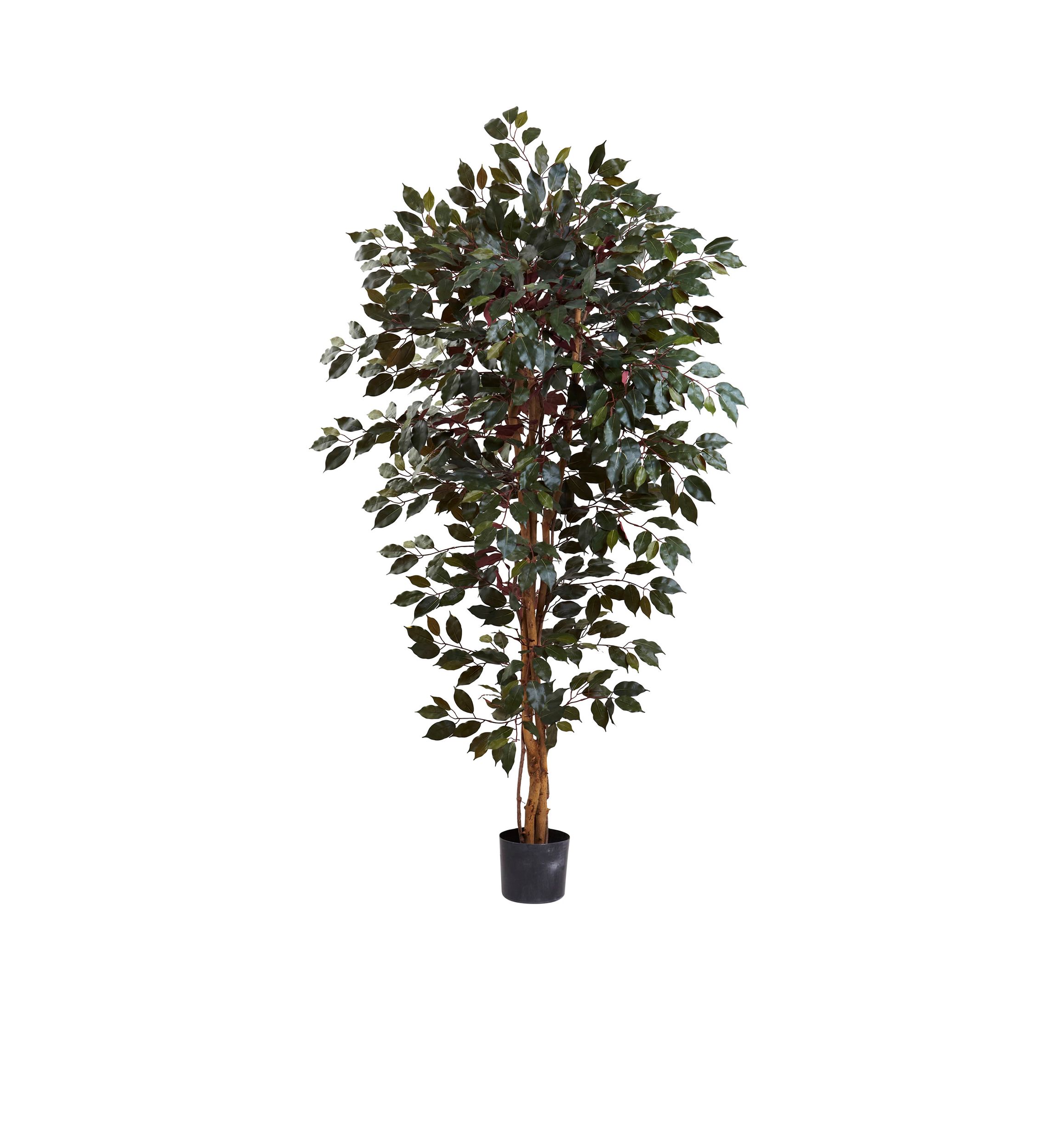 6-Foot Capensia Ficus Tree