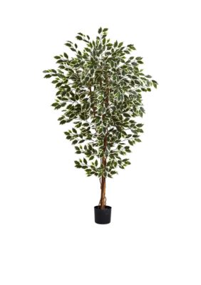 6-Foot Hawaiian Ficus Tree