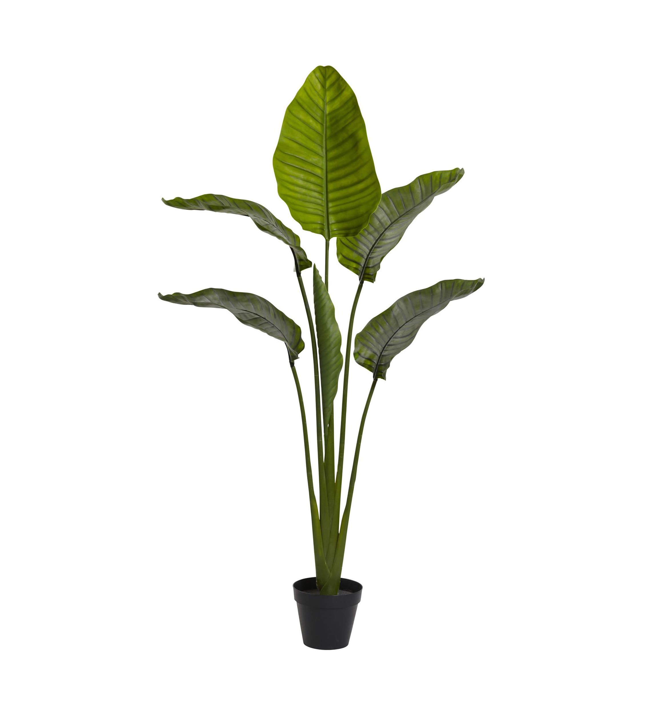 60-Inch Travelers Palm Tree UV Resistant (Indoor/Outdoor)
