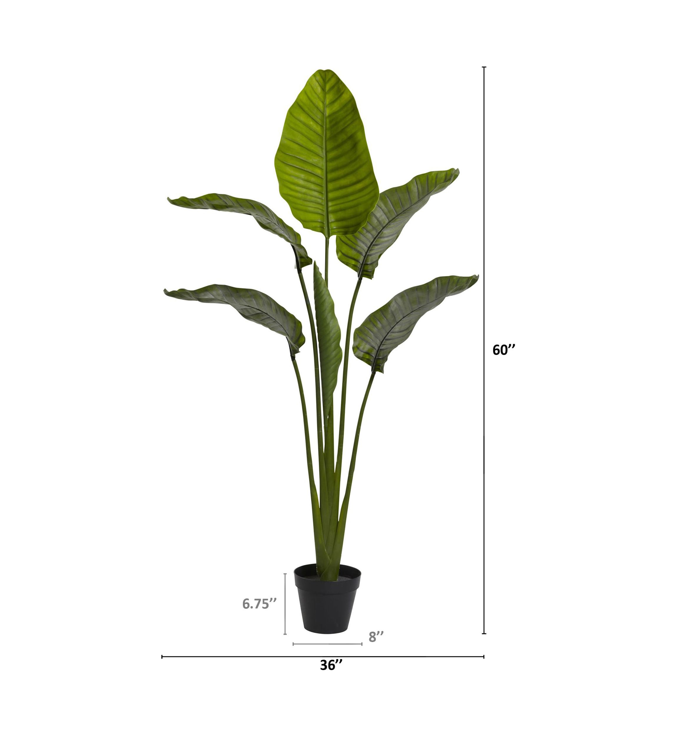 60-Inch Travelers Palm Tree UV Resistant (Indoor/Outdoor)