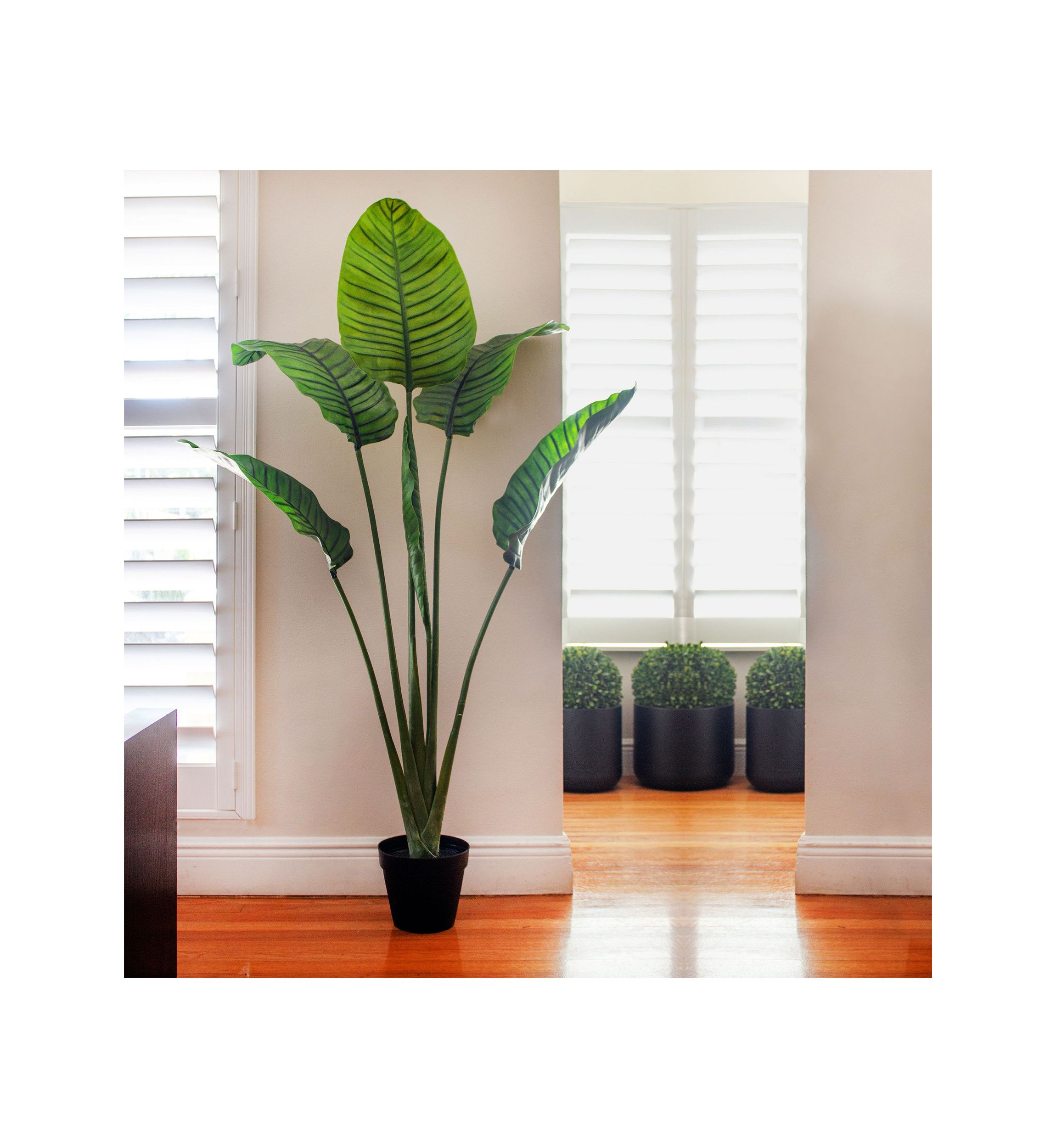 60-Inch Travelers Palm Tree UV Resistant (Indoor/Outdoor)