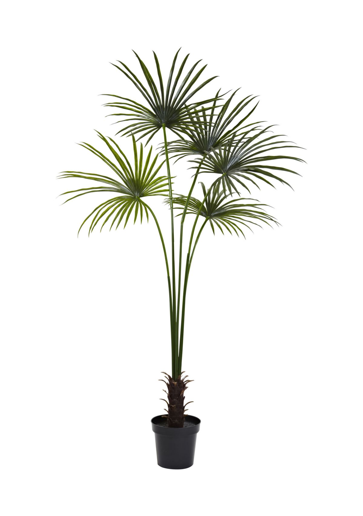 Fan Palm Tree  Indoor/Outdoor