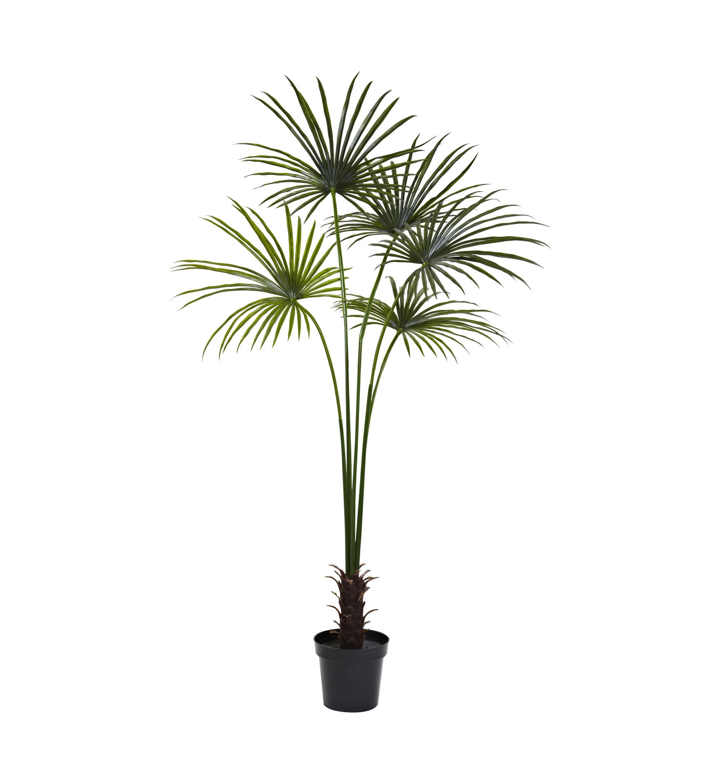 Fan Palm Tree  Indoor/Outdoor
