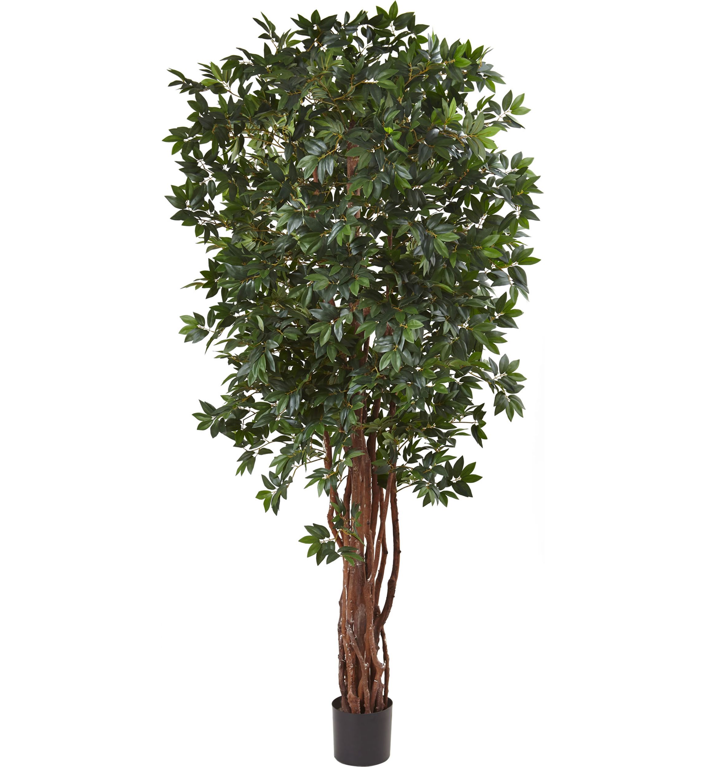 Lychee Silk Tree