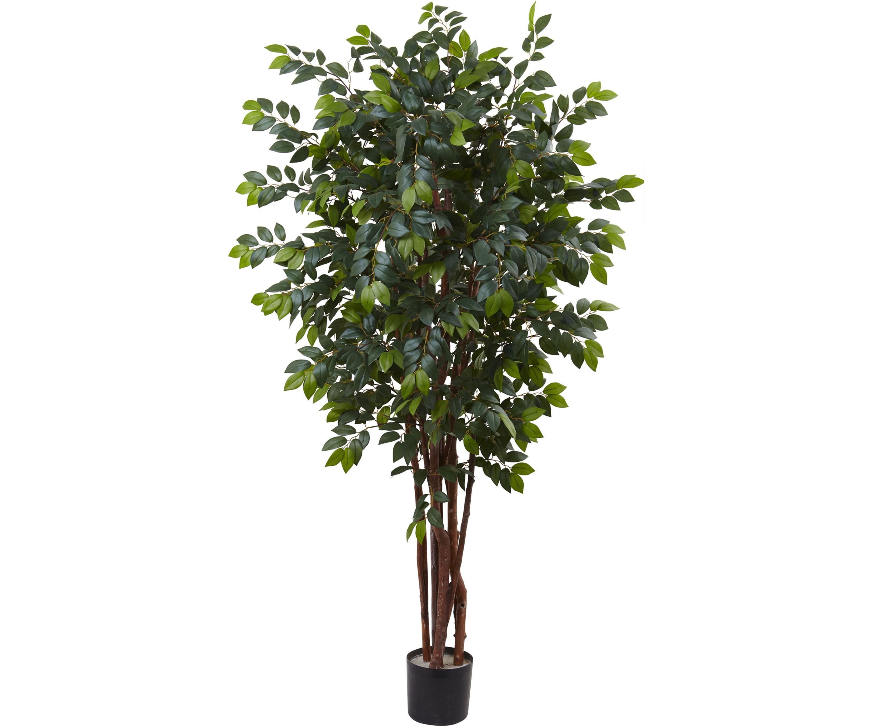 Sakaki Silk Tree