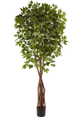 Super Deluxe Ficus Tree