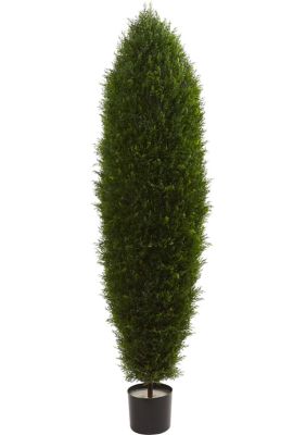 Cypress Tree  Indoor/Outdoor