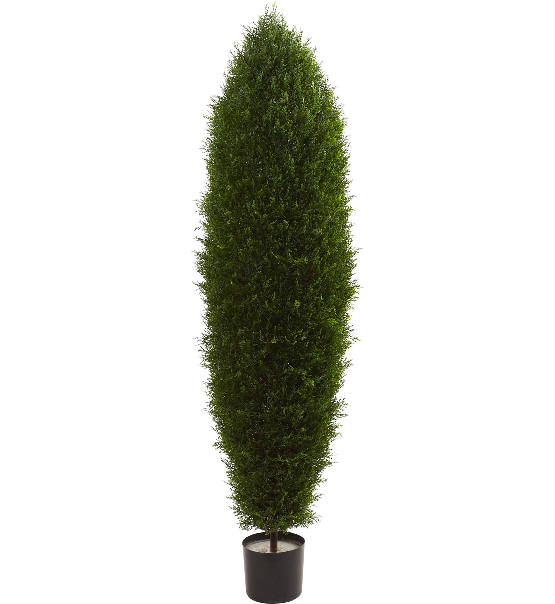 Cypress Tree  Indoor/Outdoor