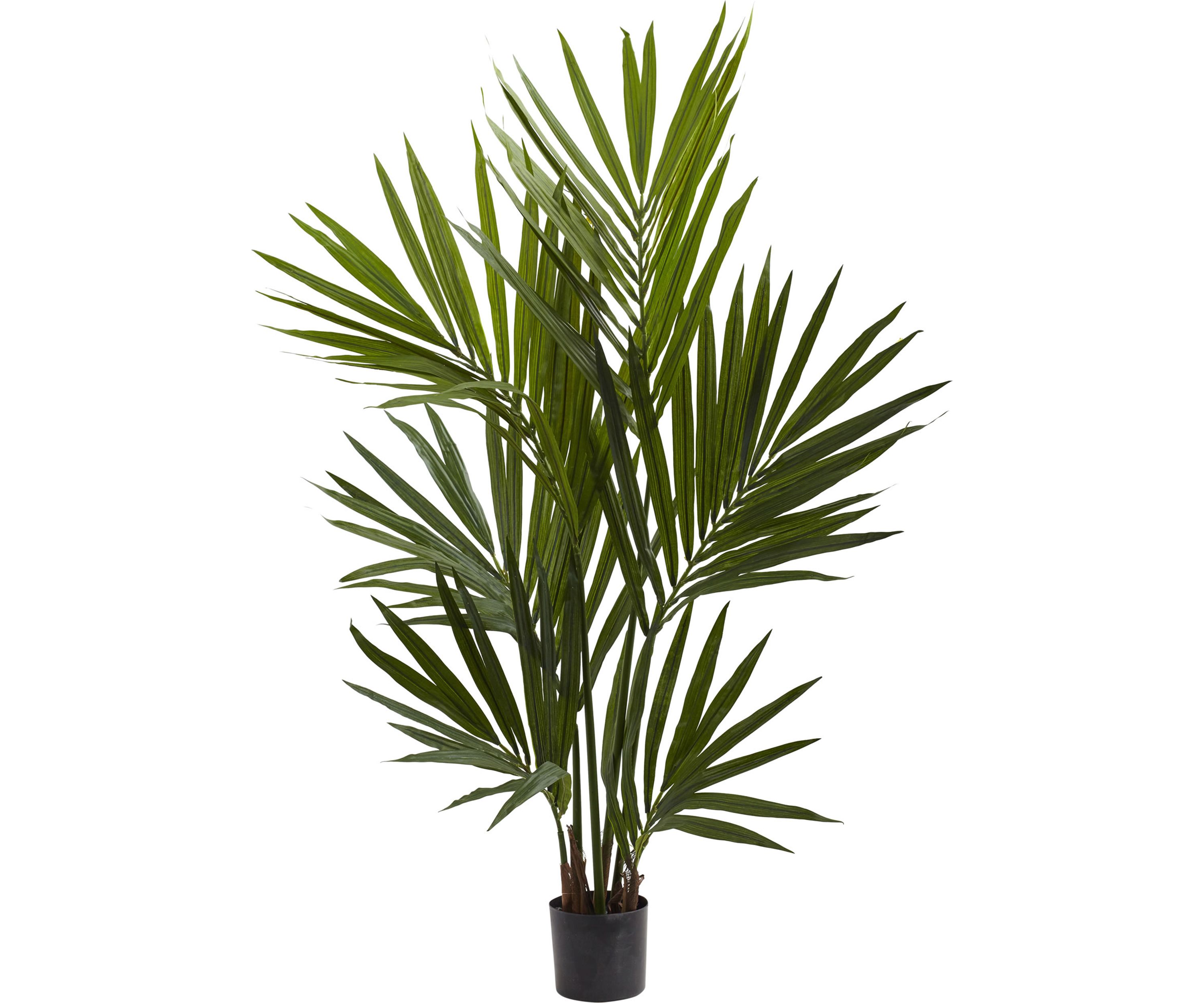 Kentia Palm Silk Tree
