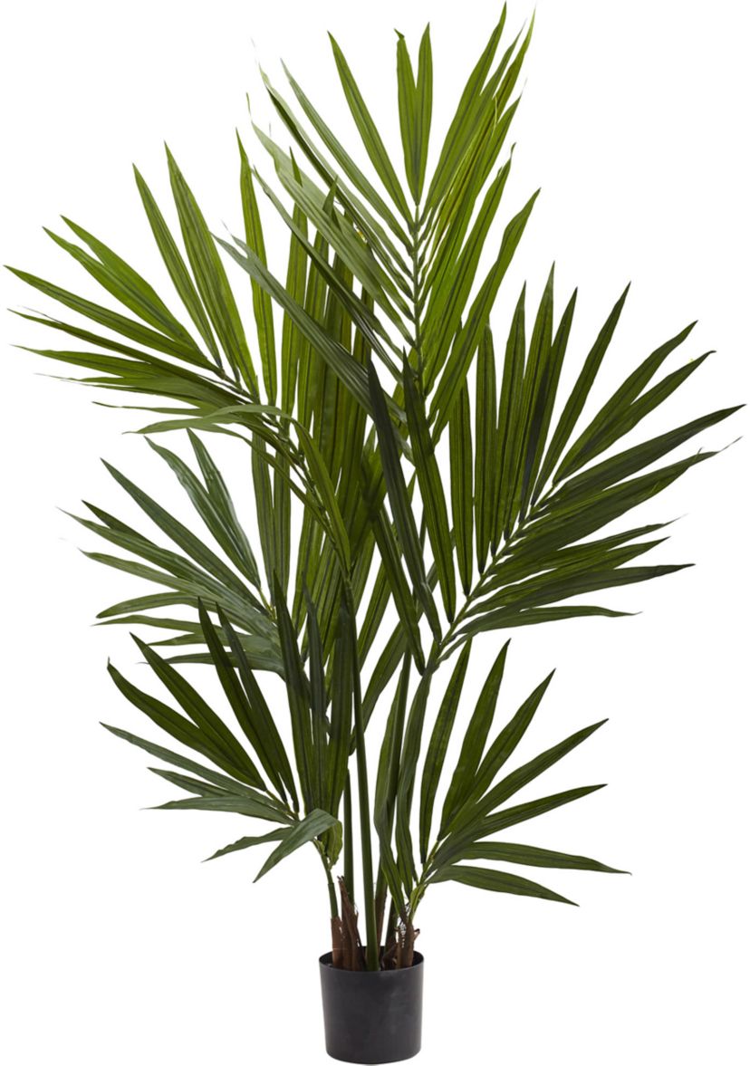 Kentia Palm Silk Tree