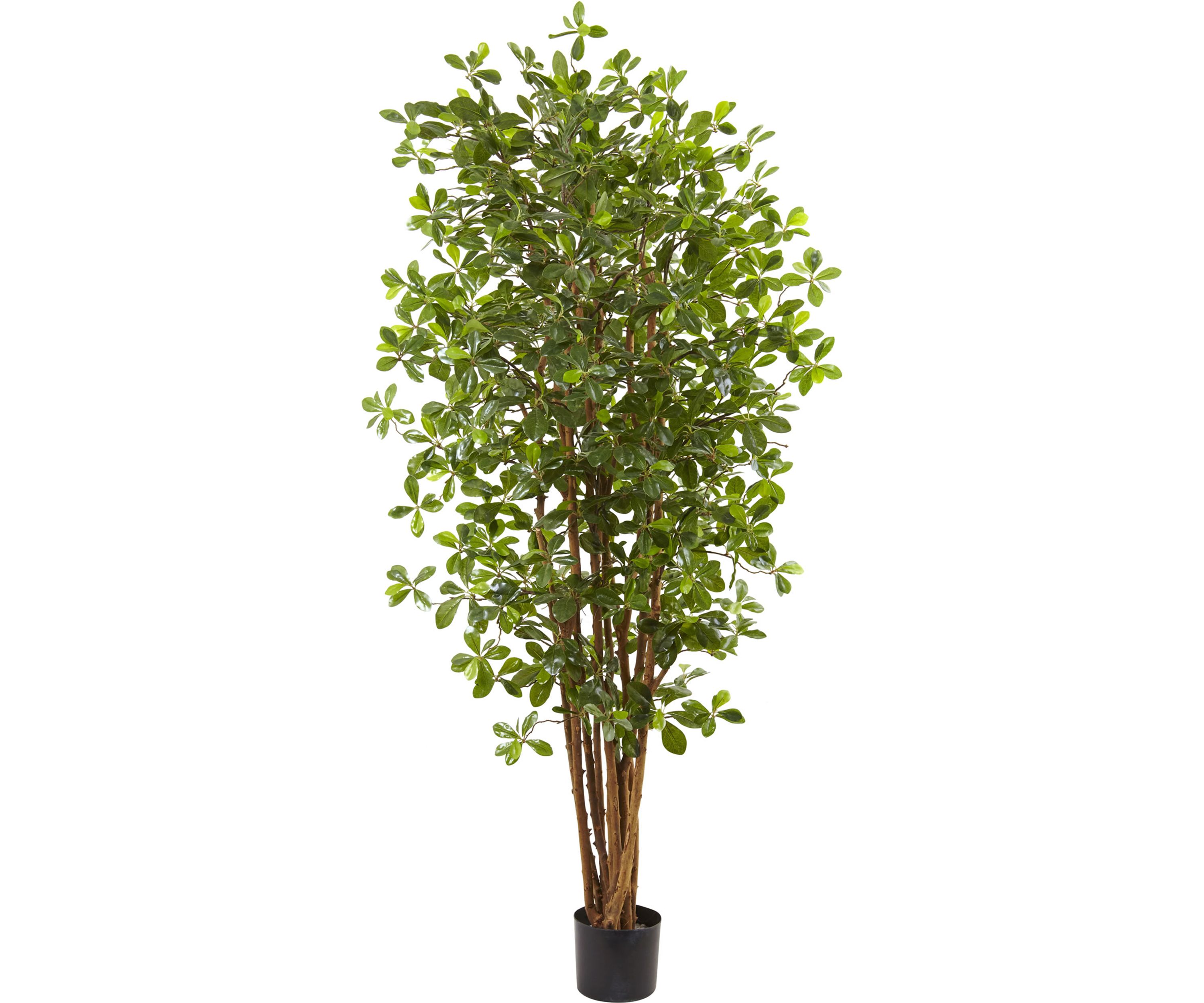 Black Olive Silk Tree