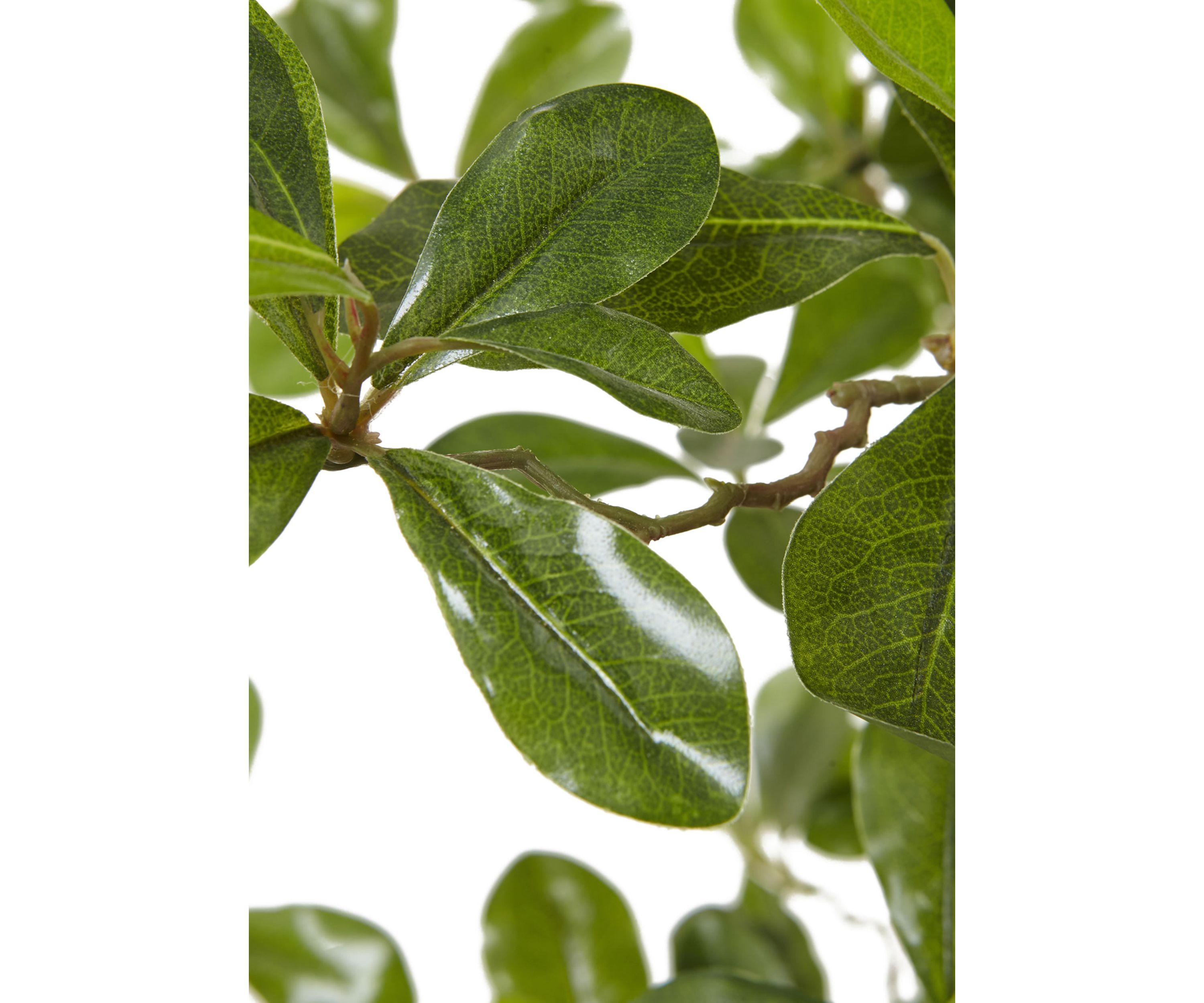 Black Olive Silk Tree