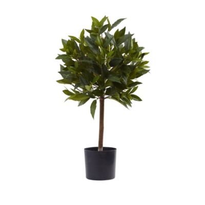 2-Foot Sweet Bay Mini Ball Topiary