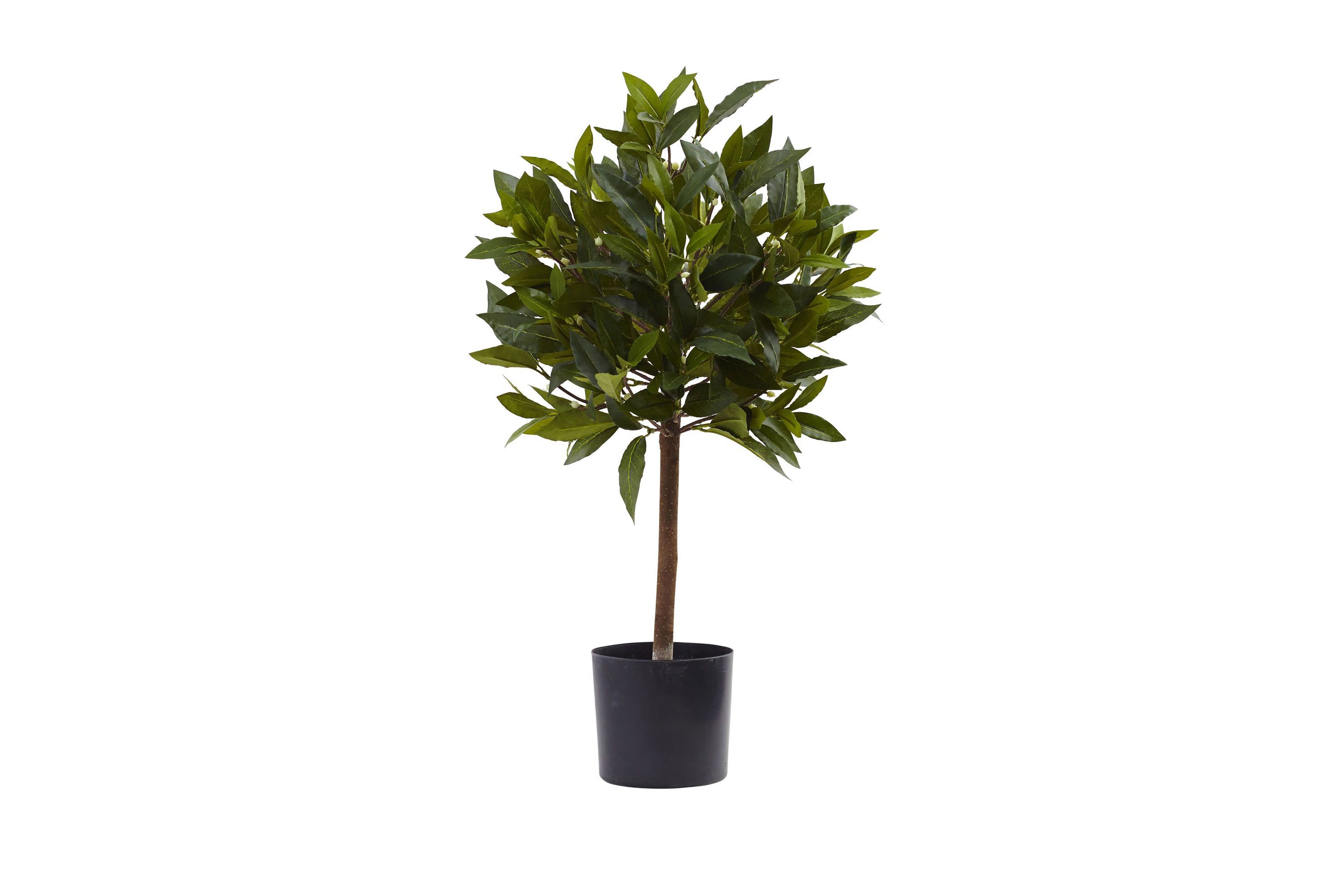 2-Foot Sweet Bay Mini Ball Topiary