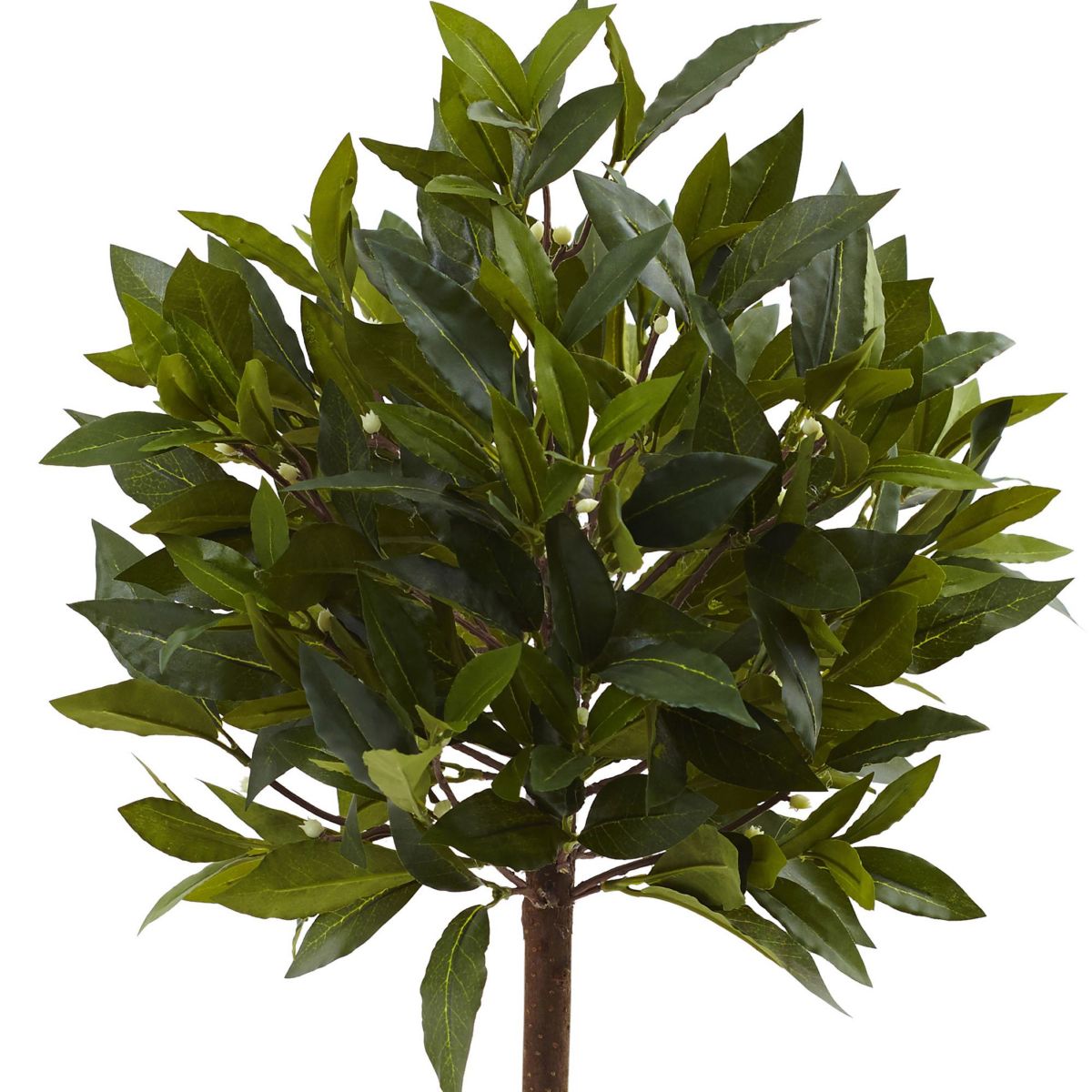 2-Foot Sweet Bay Mini Ball Topiary