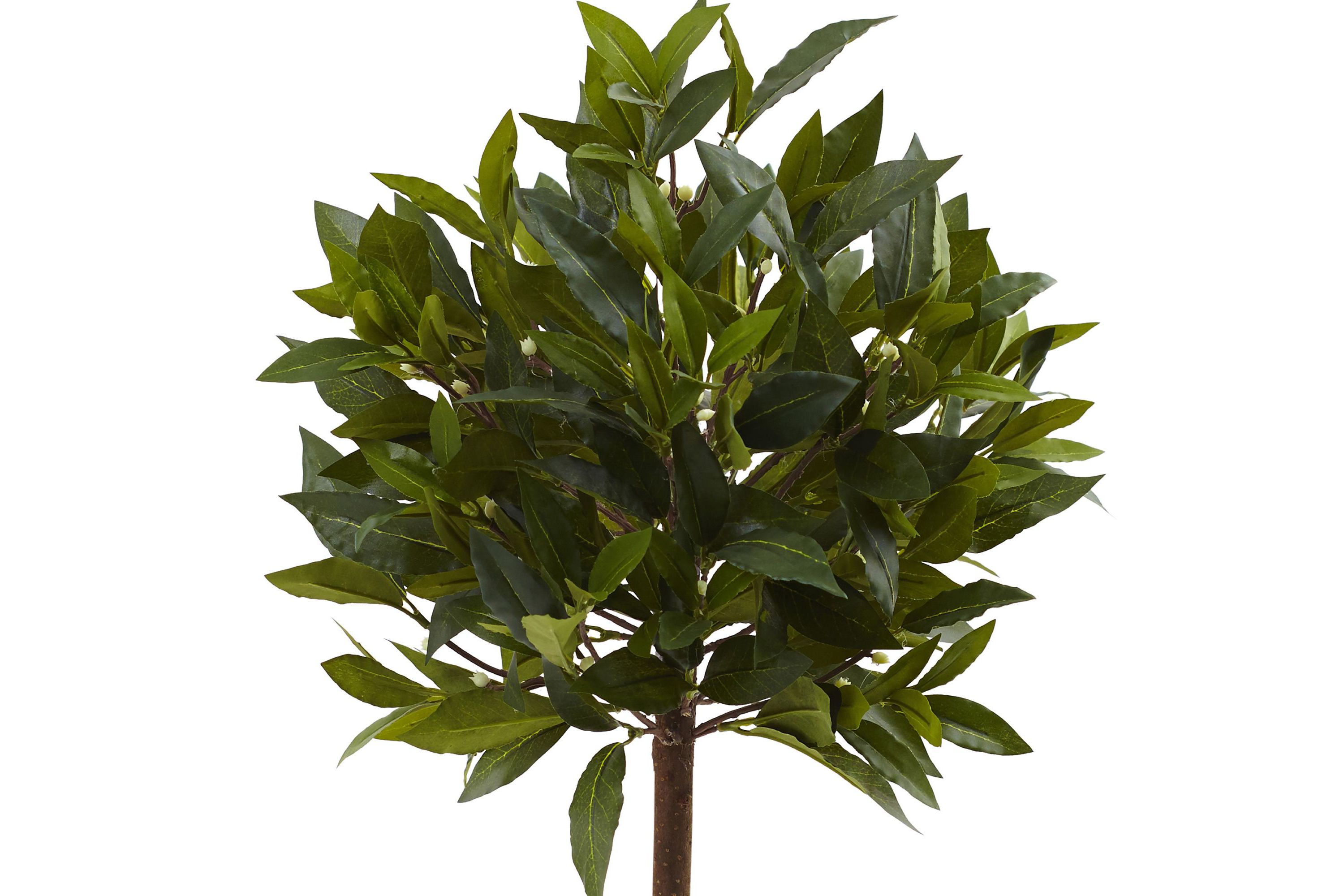2-Foot Sweet Bay Mini Ball Topiary