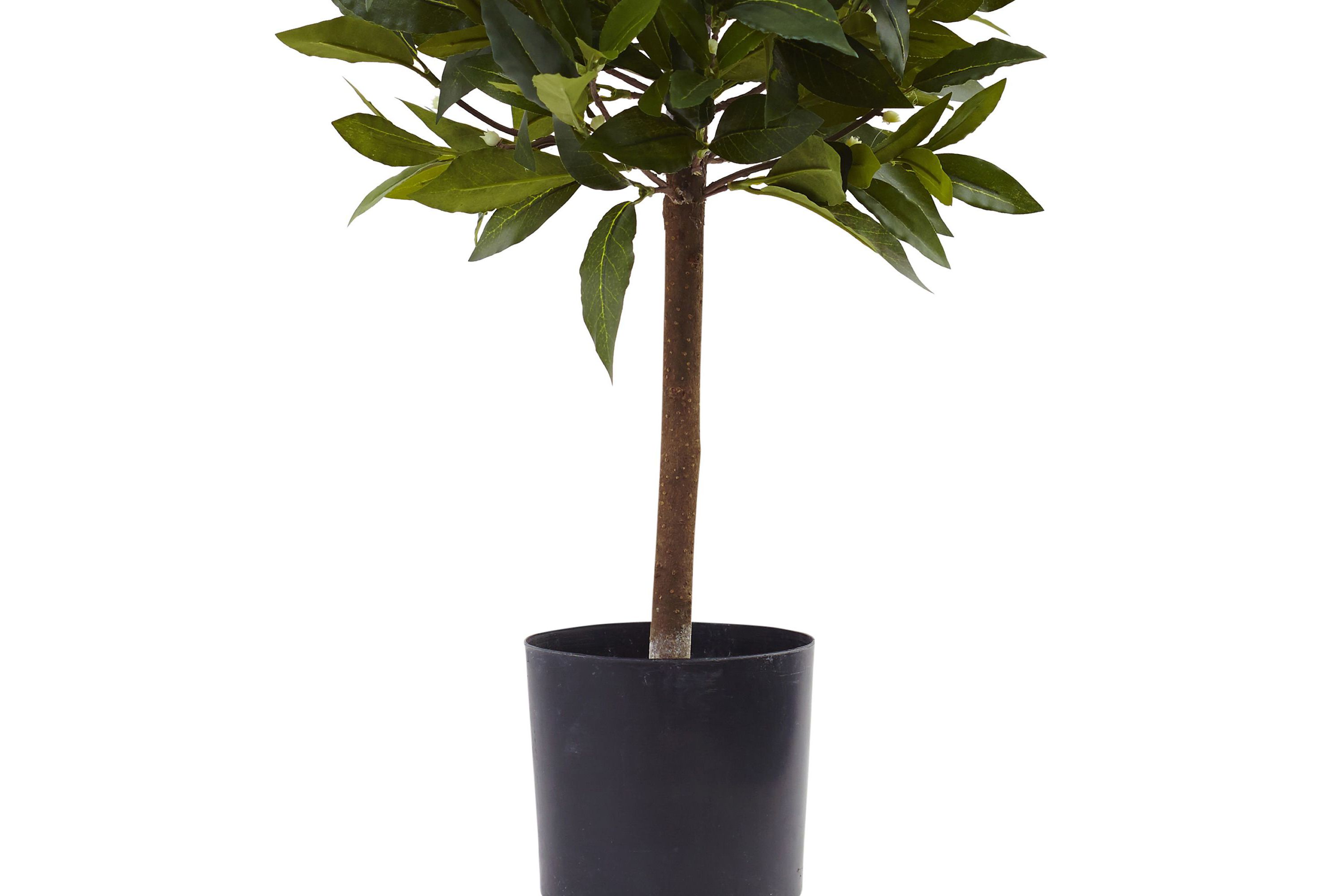 2-Foot Sweet Bay Mini Ball Topiary