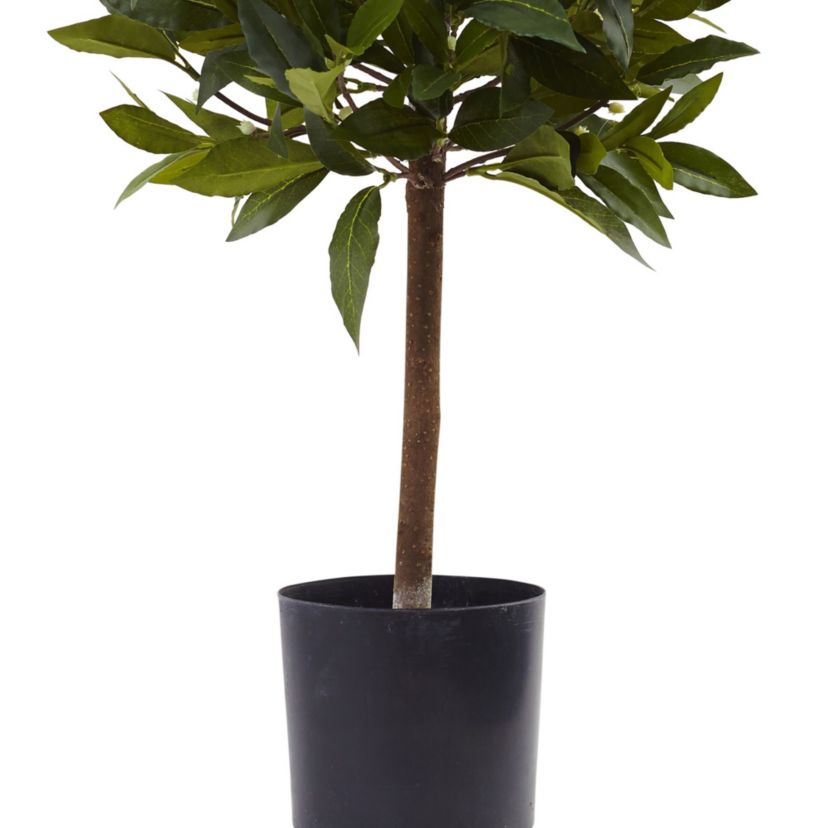 2-Foot Sweet Bay Mini Ball Topiary