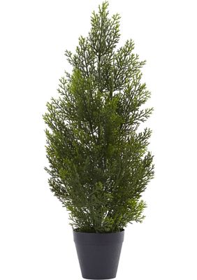 Mini Cedar Pine Tree Indoor/Outdoor