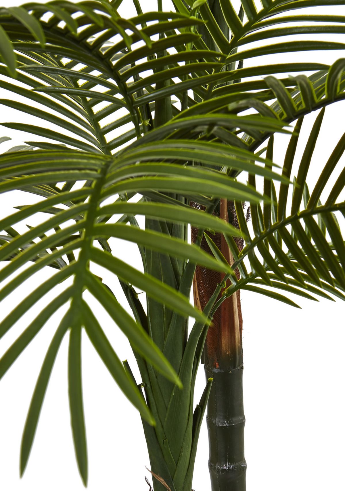 Double Robellini Palm Tree  Indoor/Outdoor