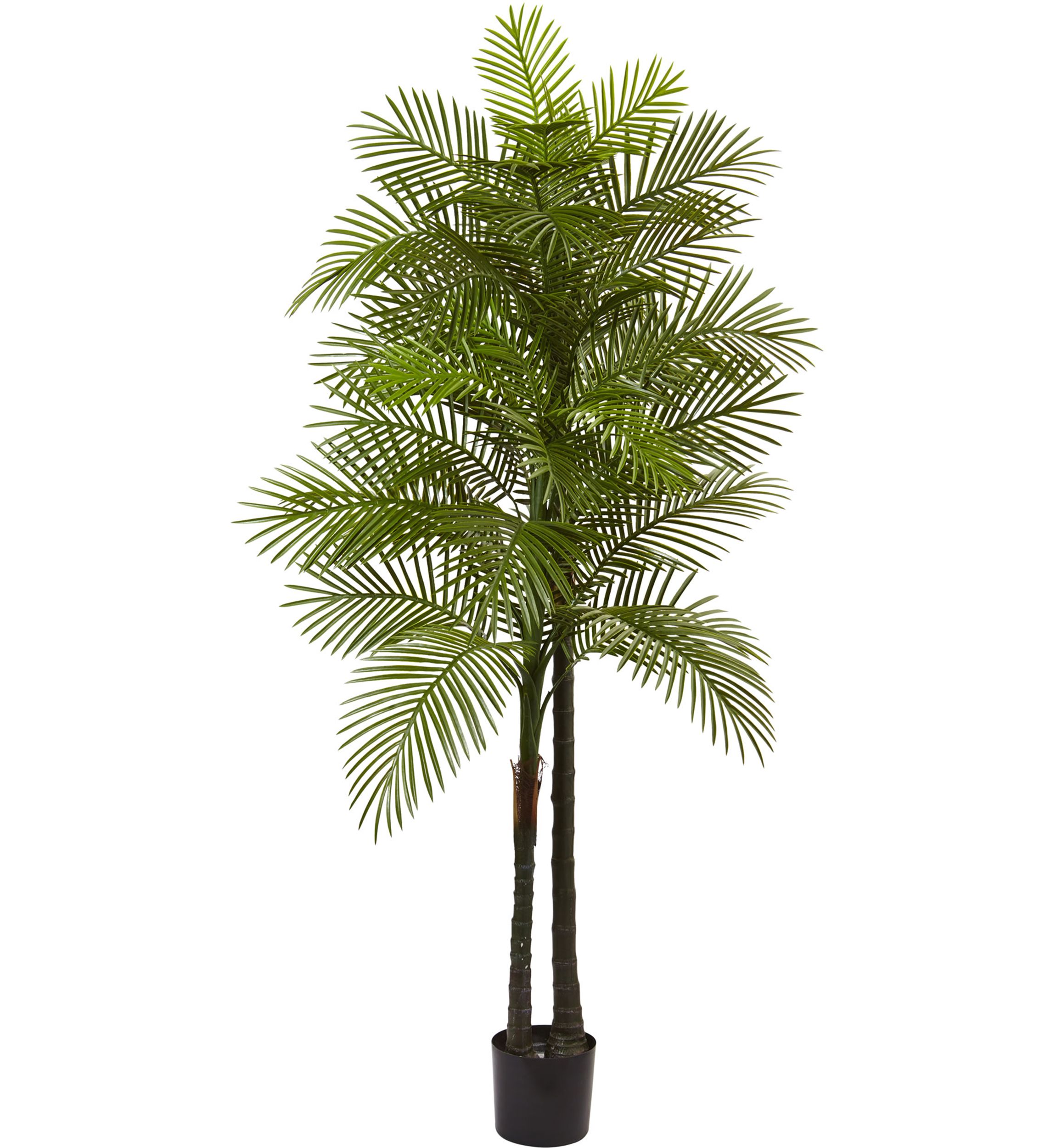 Double Robellini Palm Tree  Indoor/Outdoor