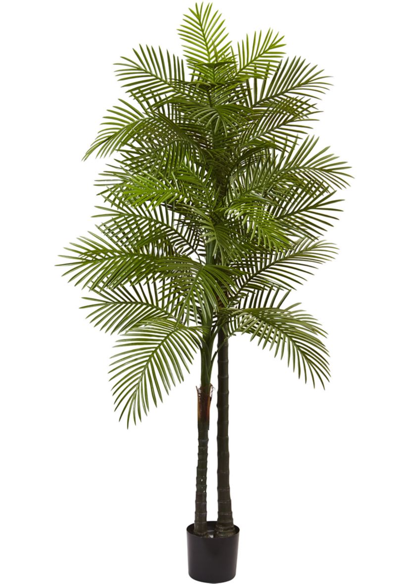Double Robellini Palm Tree  Indoor/Outdoor