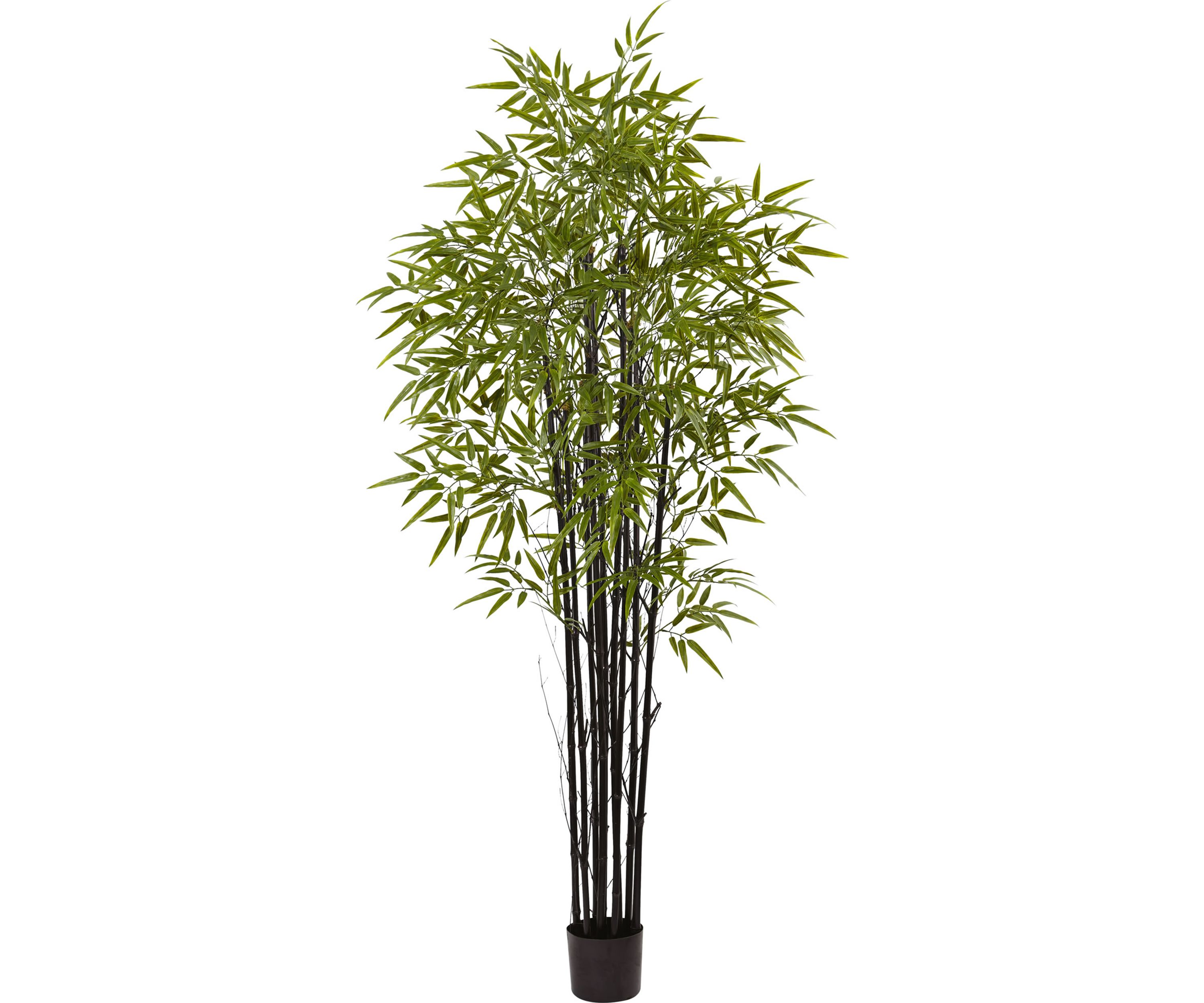 Black Bamboo Tree x 9 with 1470 Leaves  Indoor/Outdoor