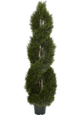 Pond Cypress Spiral Topiary  Indoor/Outdoor