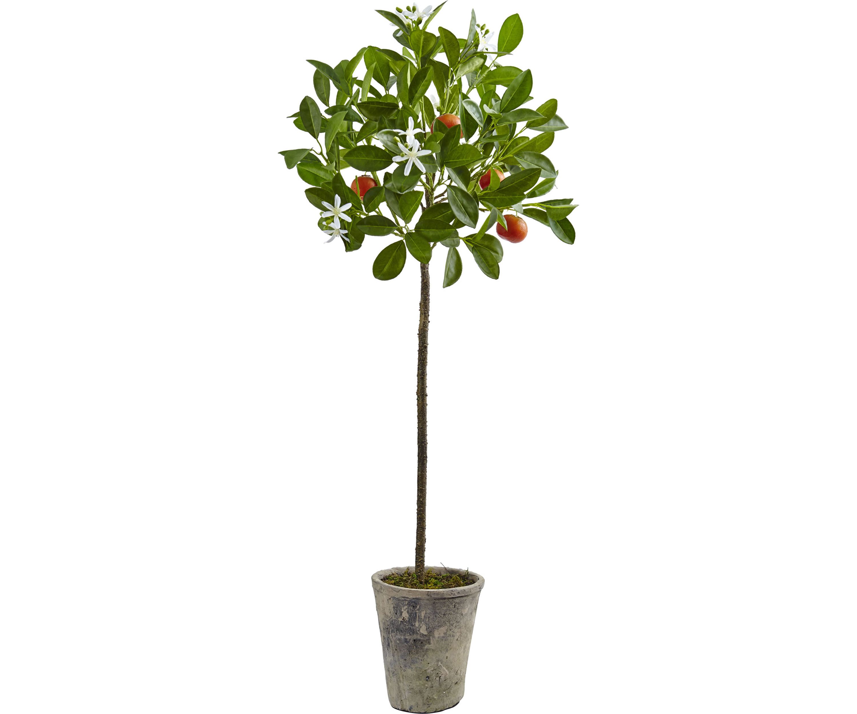 Potted Orange Tree