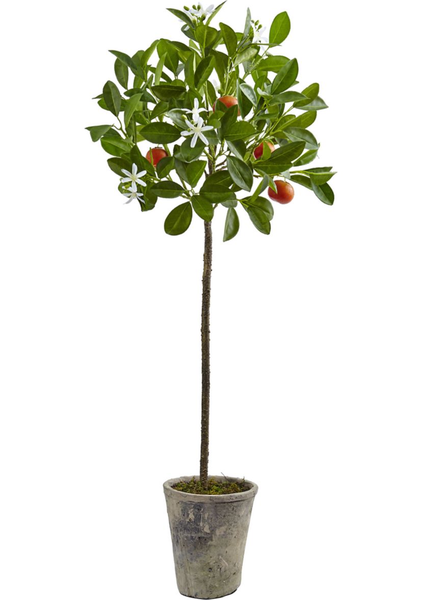 Potted Orange Tree