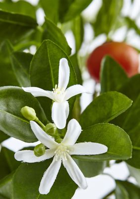 Potted Orange Tree