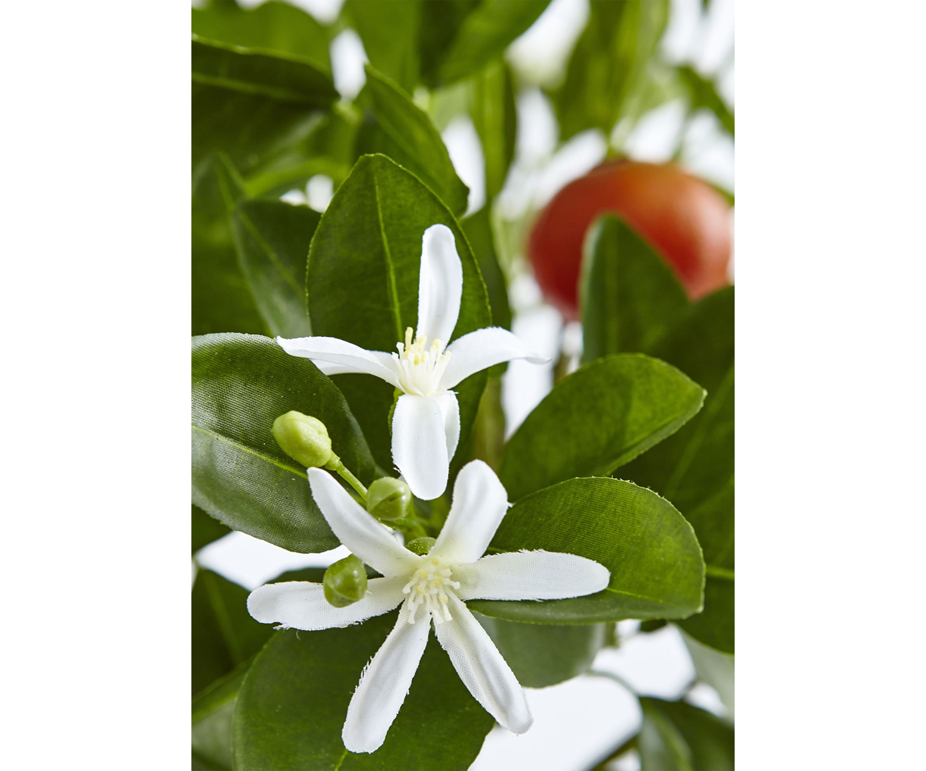 Potted Orange Tree