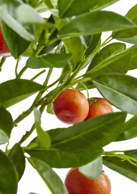 Potted Orange Tree