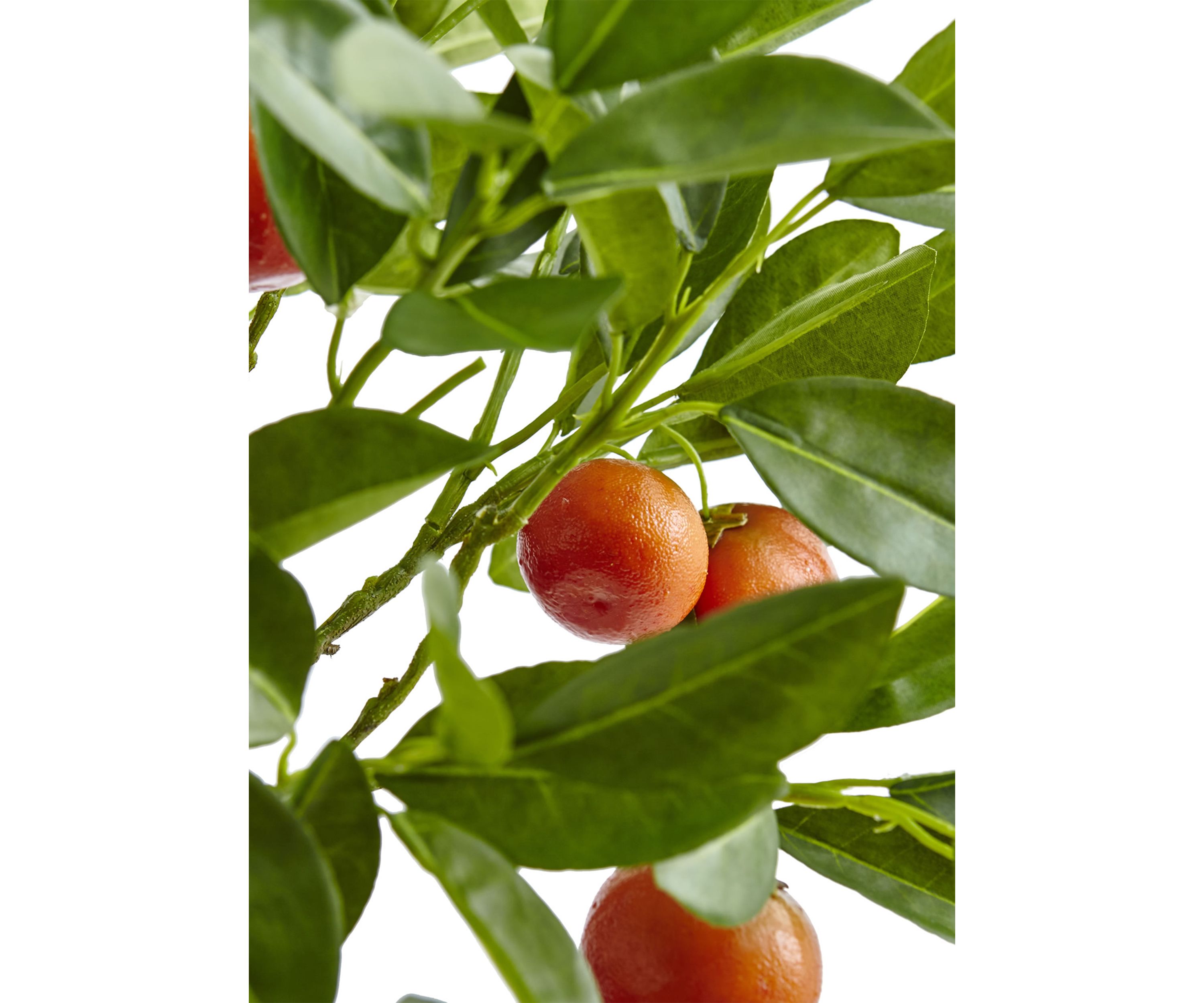 Potted Orange Tree