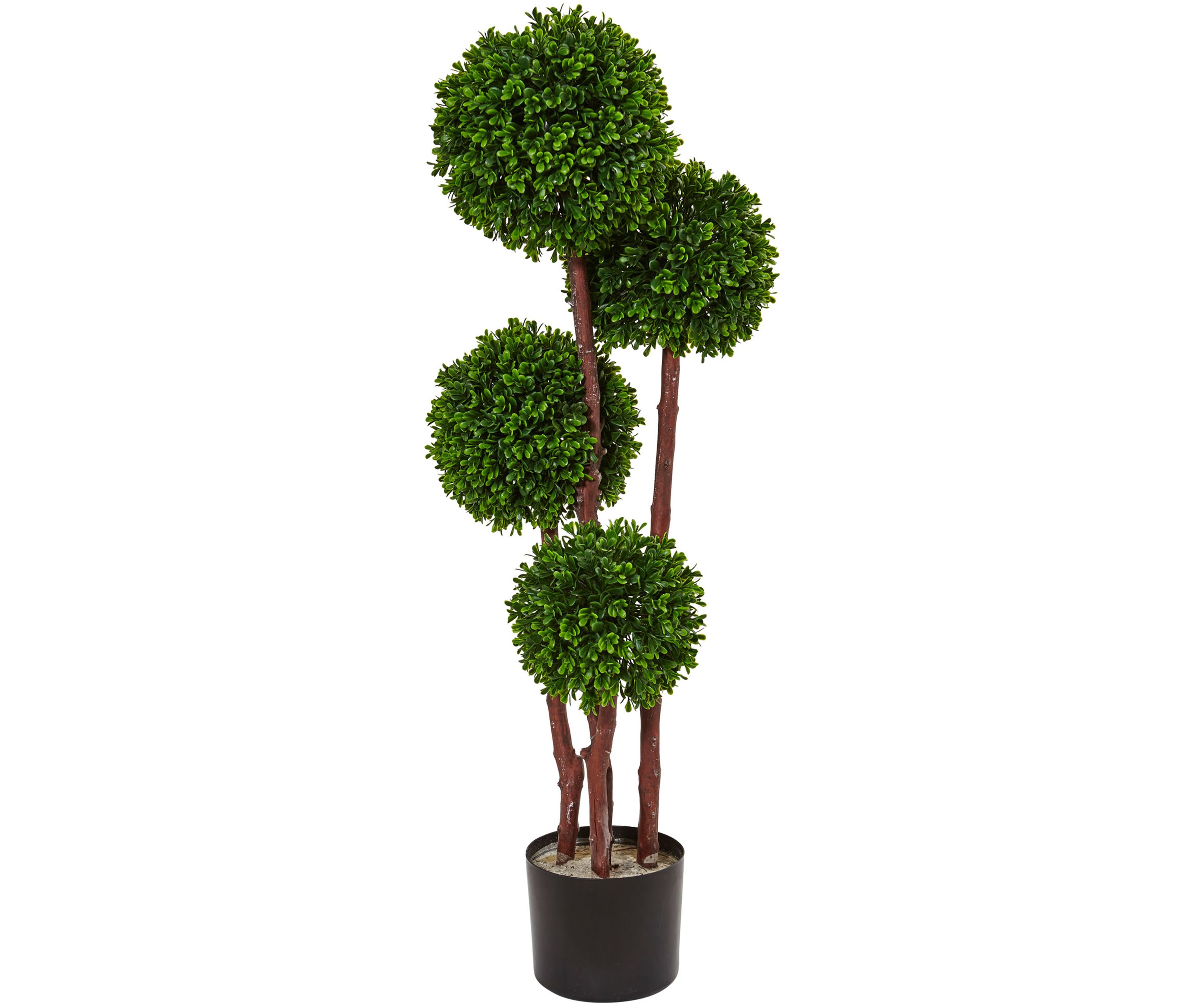 Boxwood Topiary Tree  Indoor/Outdoor