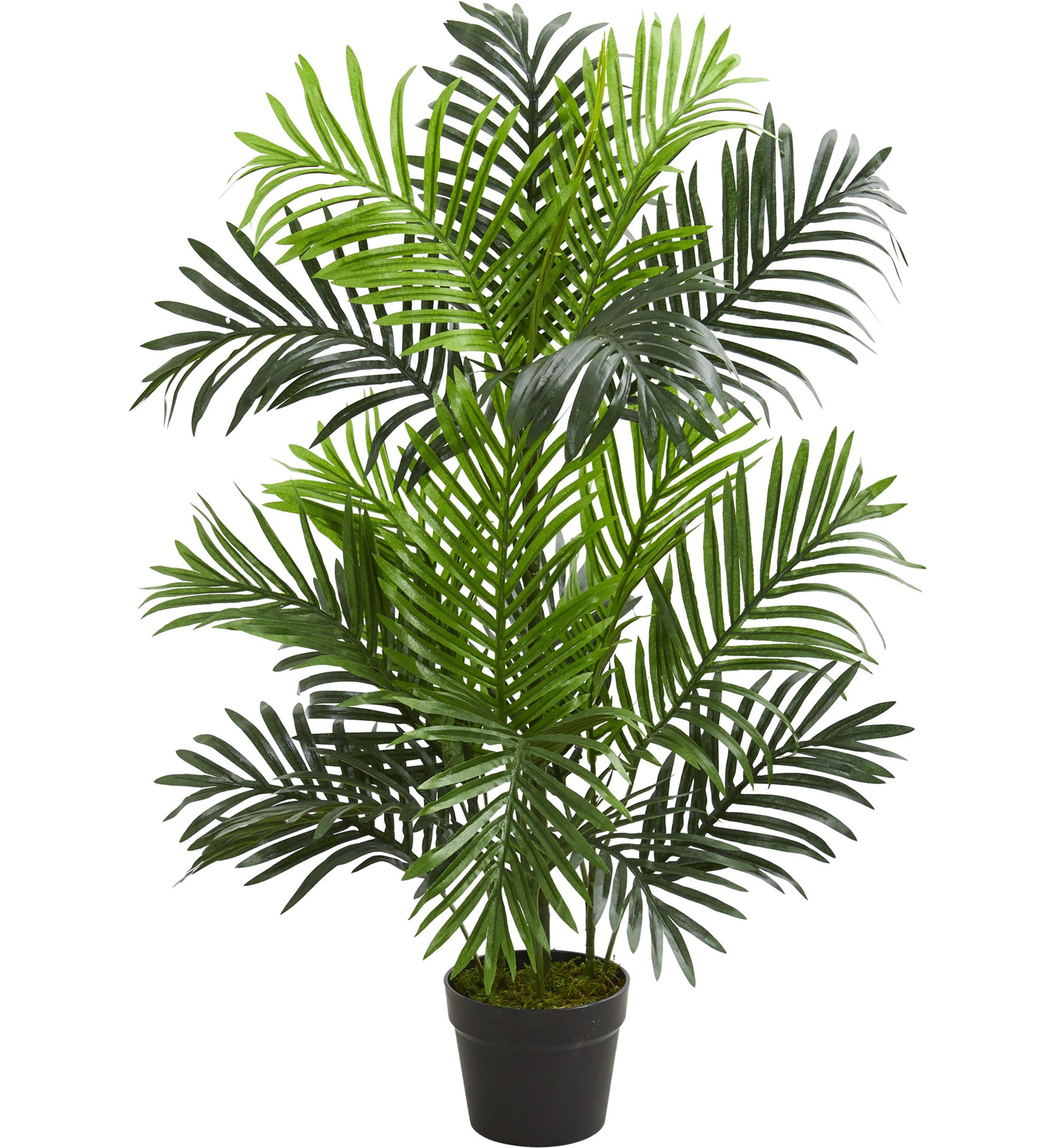 Paradise Palm Tree