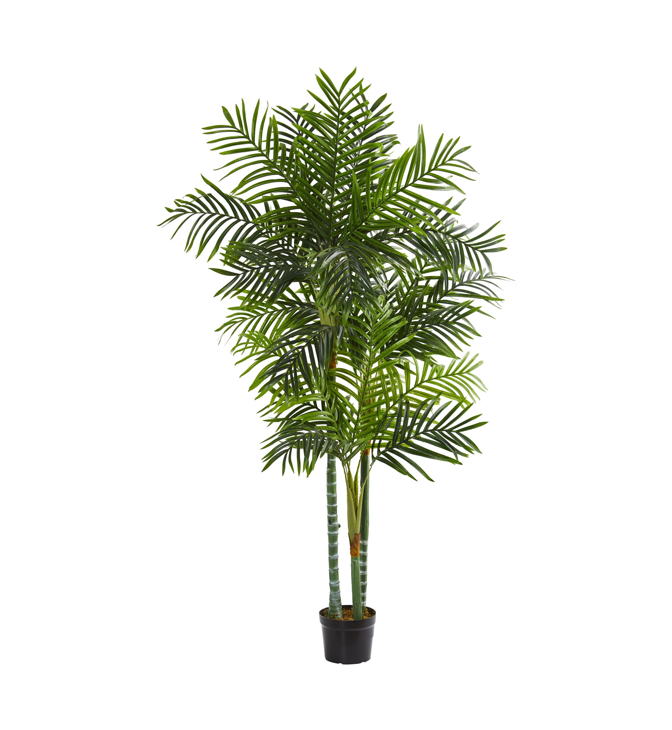 Areca Palm Tree