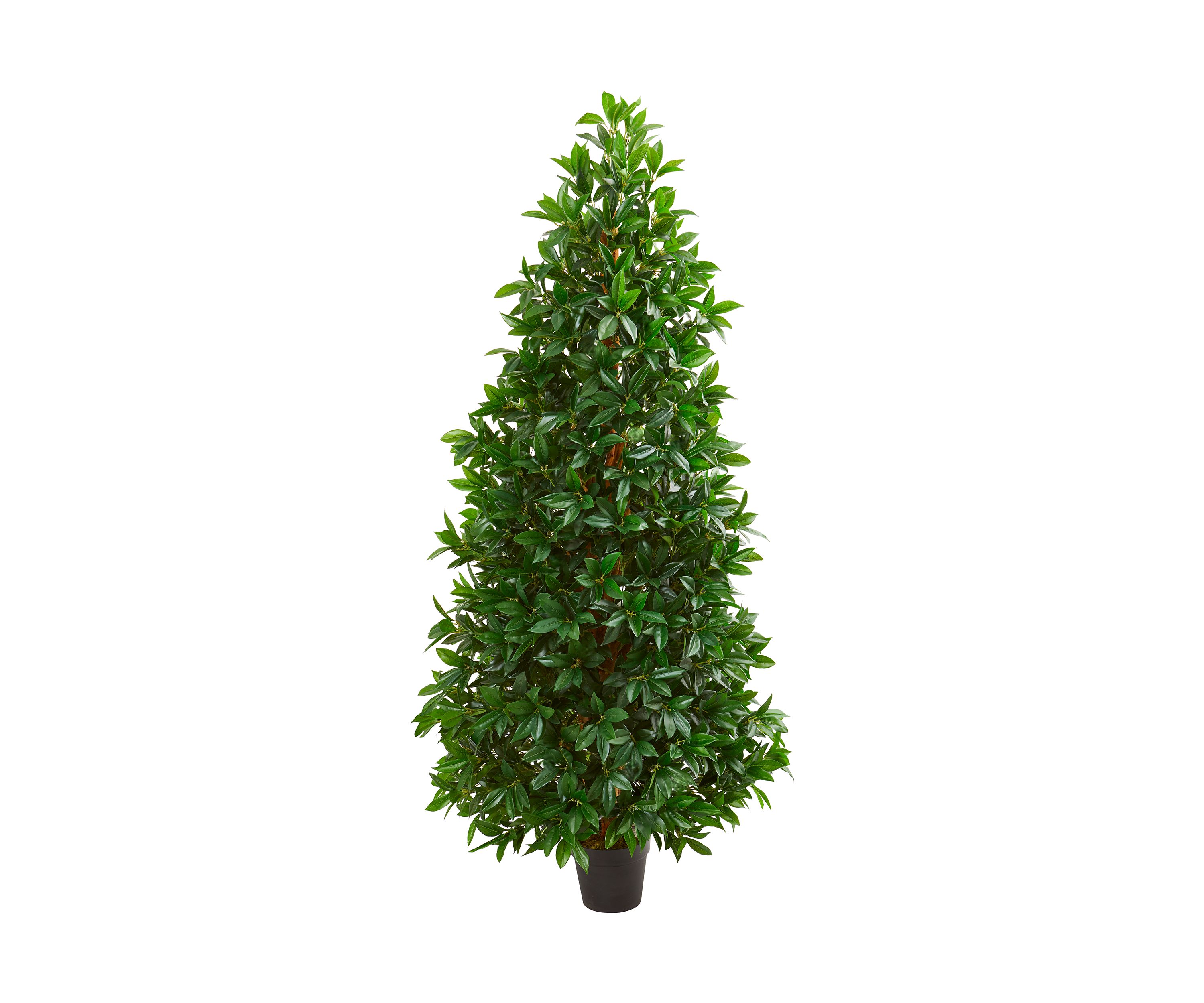 Bay Leaf Cone Topiary Tree  Indoor/Outdoor