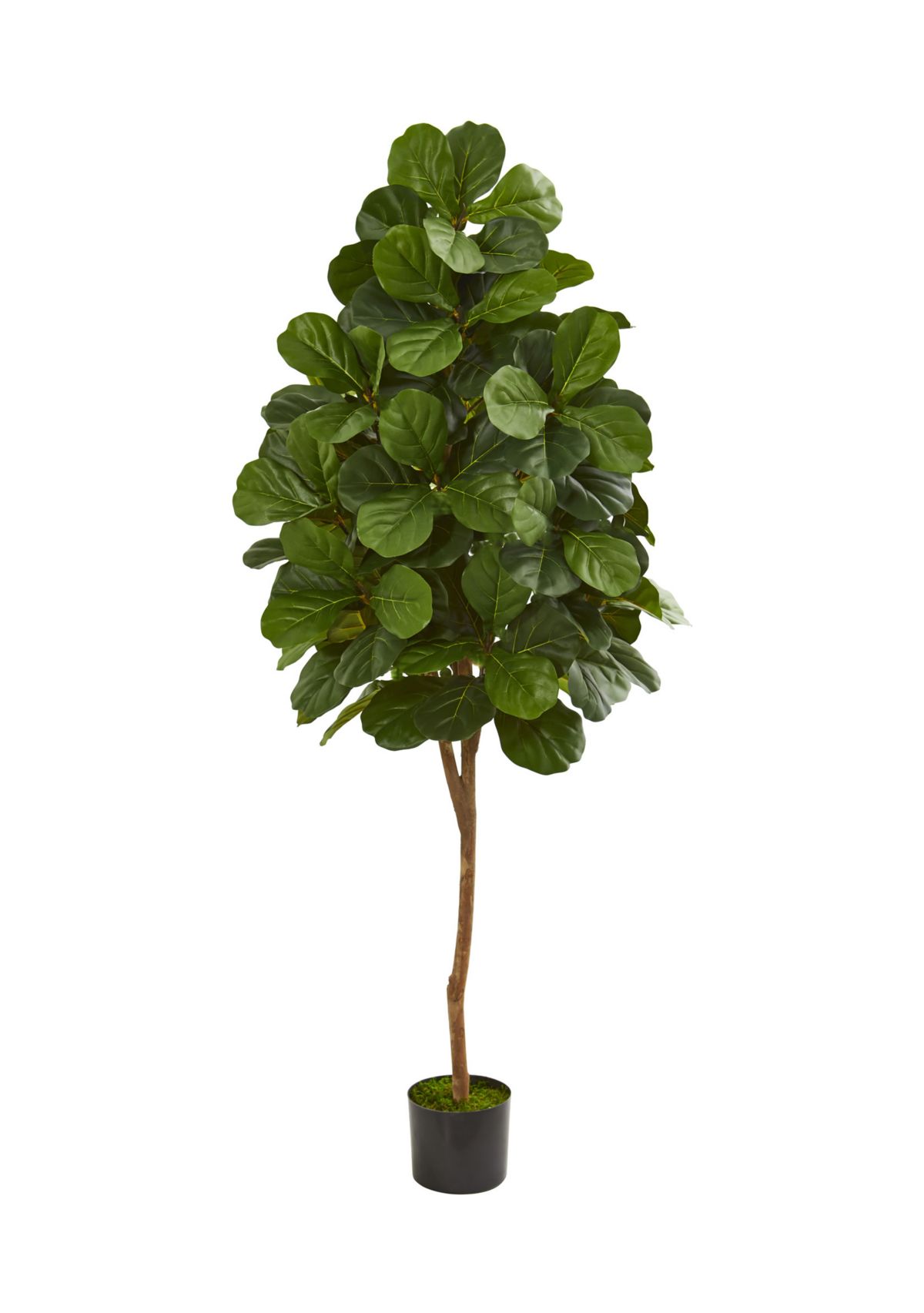 Fiddle Leaf Fig Tree