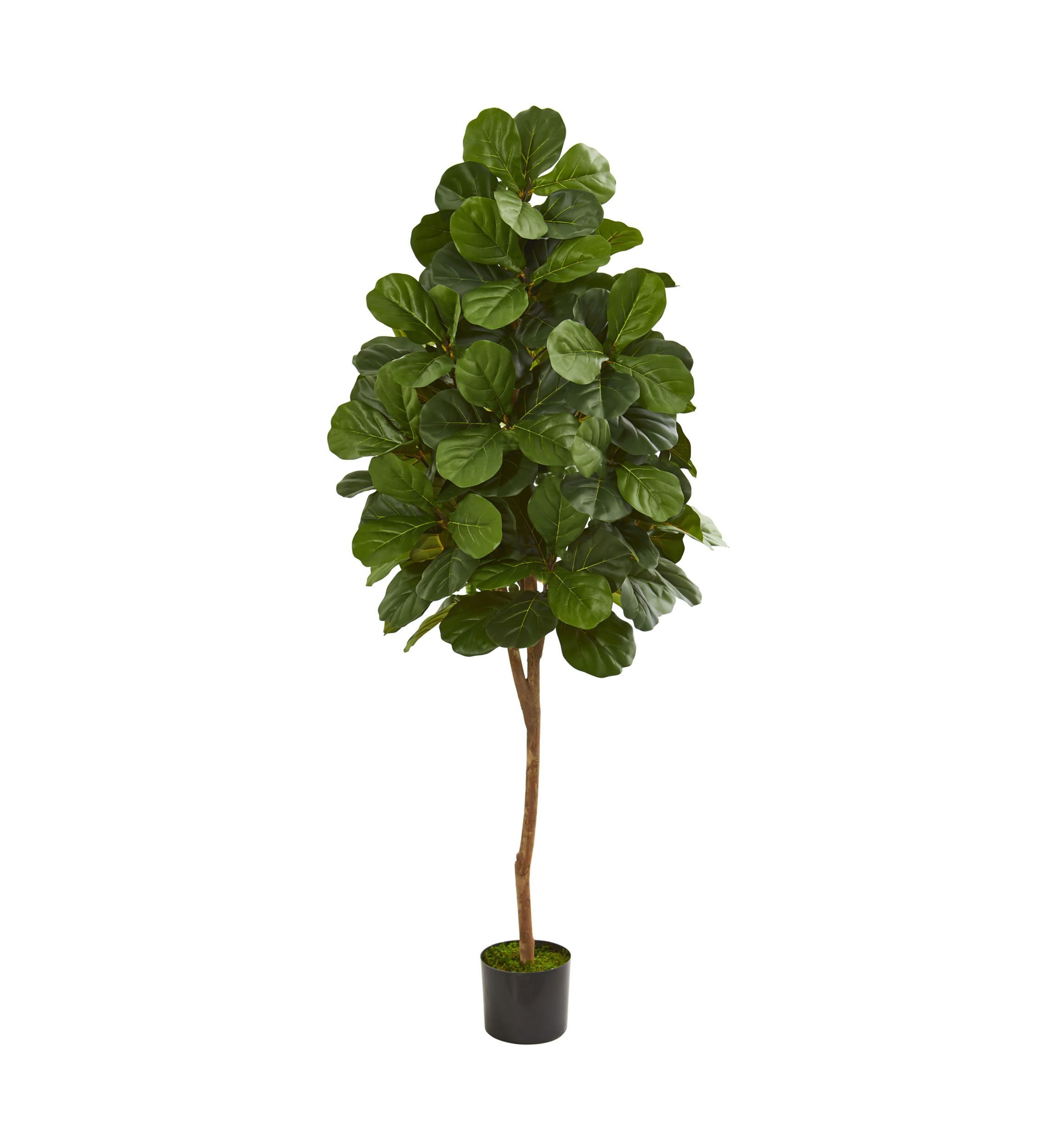 Fiddle Leaf Fig Tree